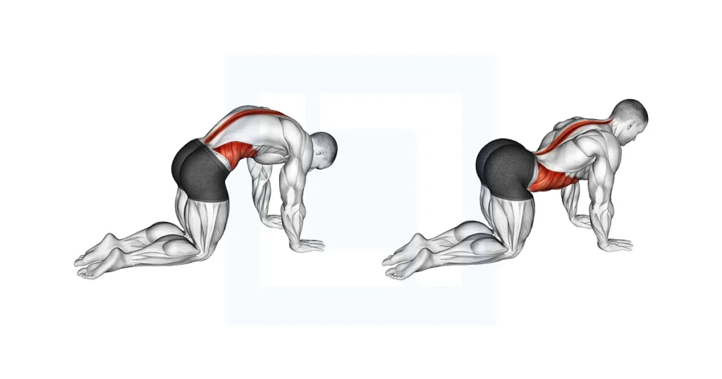 ক্যাট-কাউ স্ট্রেচ (Cat-Cow Stretch)